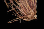 Ware's hairsedge